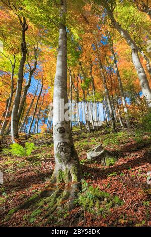 Le hêtre commun (Fagus sylvatica), forêt de hêtres en automne, Suisse Banque D'Images