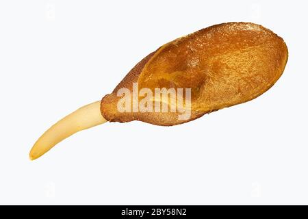 Lin commun (Linum usitatissimum), graines germinantes, Allemagne, Bavière Banque D'Images
