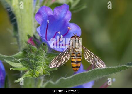 Planchote de marmalade (Episyrphus balteatus), femelles de colcttes de pollen fron l'étamine de blueweed, Echium vulgare, Allemagne Banque D'Images