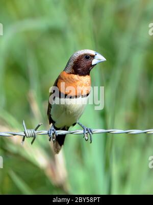 Mannequin de châtaignier, Munia de châtaignier, Bully Bird (Lonchura castaneothorax), perché sur un fil barré. Également connu sous le nom de Chestnut-Breasted Munia ou Bully Bird., Australie, Queensland Banque D'Images