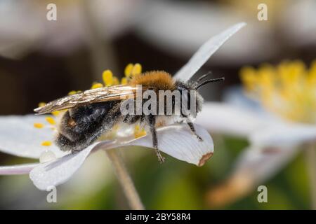 Mining-Bee (Andena spec.), visite d'une fleur d'un anémone de bois, Anemone nemorosa, avec des femelles de Stresipteron dans le puparium, en brisant à travers des segments de l'abdomen, Allemagne Banque D'Images