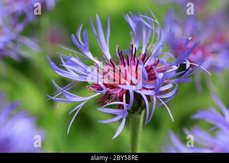 Chardon étoile montagnard, fleur de maïs vivace, knaphed de montagne, fleur de maïs de montagne, baccalauréat en bouton, bleu de montagne (Centaurea montana), fleur, Suisse Banque D'Images