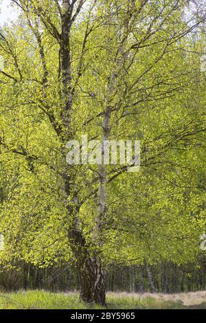 Bouleau à papier, bouleau argenté, bouleau blanc européen, bouleau blanc (Betula pendula, Betula alba), Allemagne Banque D'Images