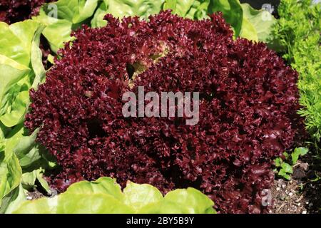 Salade de laitue rouge biologique ou salade de rossa de Lolo dans le jardin biologique Banque D'Images