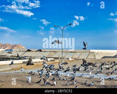 Pigeons à Muttrah Seaside, Muscat, Oman, volant en profitant de leur liberté Banque D'Images