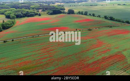 Malnow, Allemagne. 08 juin 2020. Les pétales du pavot à maïs (Papaver rhoeas) brillent un rouge intense dans un champ au bord de l'Oderbruch dans le district de Märkisch-Oderland (photographie aérienne prise avec un drone). Credit: Patrick Pleul/dpa-Zentralbild/ZB/dpa/Alay Live News Banque D'Images