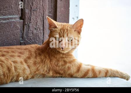 Chat rayé indien domestique.mignon jeune chat isolé avec leur arrière-plan original.animaux domestiques, vétérinaire et concept publicitaire. Extérieur détaillé. Banque D'Images