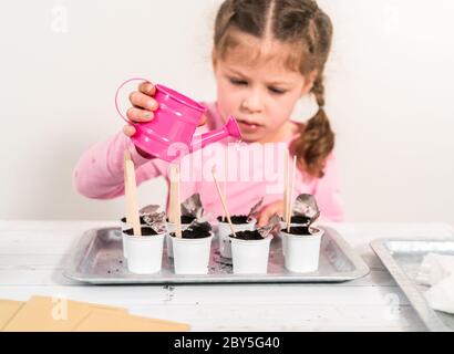 Petite fille plantant des graines dans des dosettes de café pour démarrer un jardin de légumes intérieur. Banque D'Images