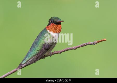 Colibri mâle à gorge rubis sur la branche Banque D'Images