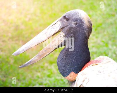 Profil rapproché de la cigogne de jabriru, de la mycteria de jabriru, de la Rurrenabaque, de la Bolivie, des pampas amazoniens, de l'Amérique du Sud Banque D'Images