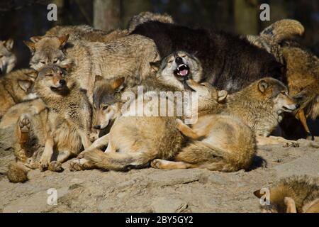 Loup de l'est ou loup gris américain (Canis lupus ly Banque D'Images
