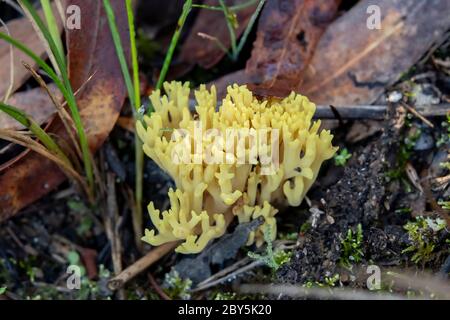 Ramaria gracilis, champignon de corail mince Banque D'Images