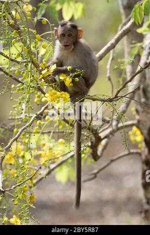 Singe assis sur la branche de l'arbre de fistule de Cassia, mangeant la fistule de Cassia, en arrière-plan de fleur. Banque D'Images