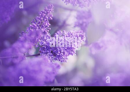 Le lilas rose parfumé a fleuri ses bourgeons tendres au printemps chaud, illuminé par une lumière douce. Banque D'Images