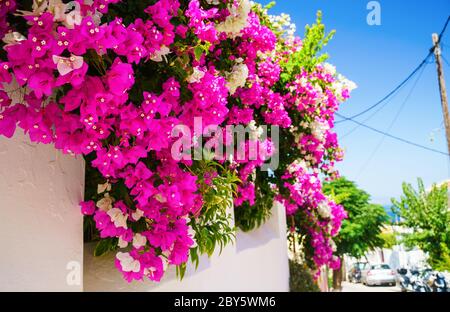 Buissons de fleurs roses contre le ciel bleu le jour de l'été Banque D'Images