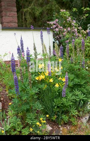 Fleurs lupin en fleurs. Un champ de lupins. Lupin violet et rose dans le pré Banque D'Images