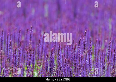 Grand groupe de plantes de sauge en fleurs dans le parc public le jour de pluie avec gouttes de pluie tombant Banque D'Images