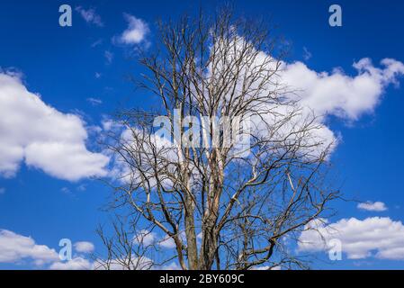 Vieux arbre séché sur un pré dans le comté de Wegrow, Pologne Banque D'Images