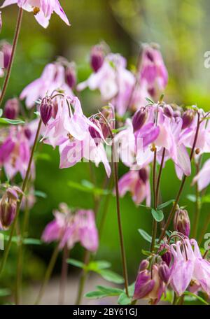 Belle fleur de jardin en été. Bouton bleu Aquilegia, rose, violet. Est également appelé aigle ou bassin versant. Genre de plantes herbacées vivaces Banque D'Images