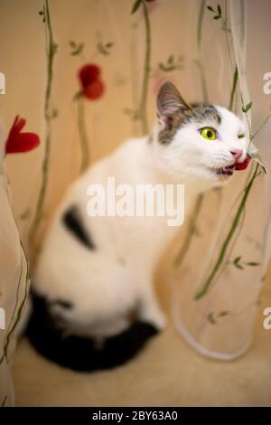 Un chat blanc drôle est assis sur le sol près d'une tulle avec des fleurs rouges et des bouchées de roses Banque D'Images