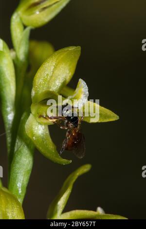 Reed Bee se nourrissant sur le nectar d'orchidée de poireau jaune. Banque D'Images