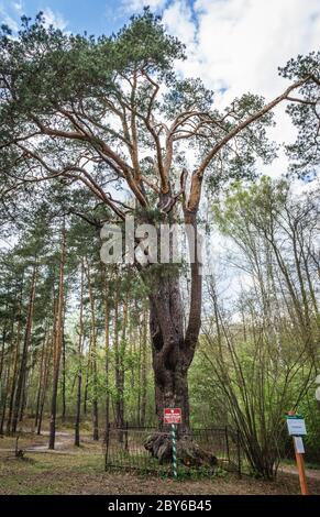 Plus ancien pin - pinus silvestris en Pologne situé dans la ville de Minsk Mazowiecki, circonférence du tronc 360 cm, hauteur 22 m Banque D'Images