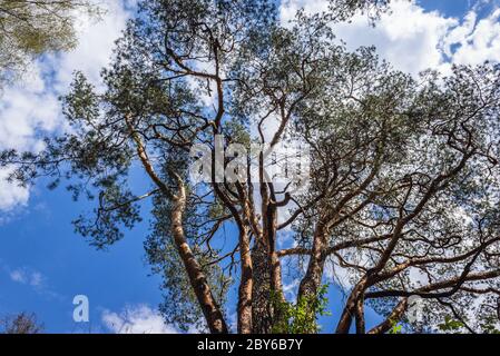 Plus ancien pin - pinus silvestris en Pologne situé dans la ville de Minsk Mazowiecki, circonférence du tronc 360 cm, hauteur 22 m Banque D'Images