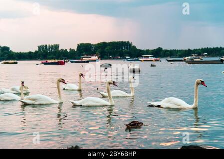 Cygnes dans le Danube à Zemun, Belgrade Serbie Banque D'Images