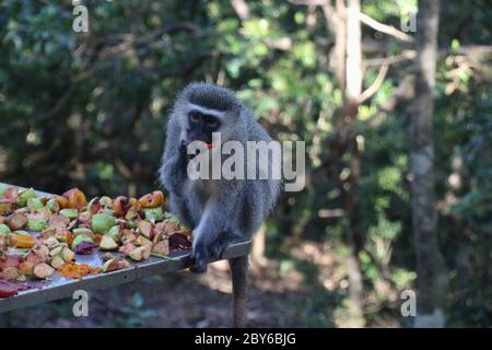 Un magnifique singe Vervet mange des fruits. À Monkeyland, un sanctuaire de primates en liberté près de la baie de Plettenberg, Garden route, Afrique du Sud, Afrique Banque D'Images