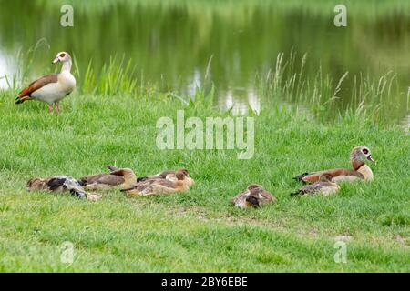 Famille des oies égyptiennes avec des gotins dans l'herbe, Alopochen aegyptiaca ou Nilgans Banque D'Images