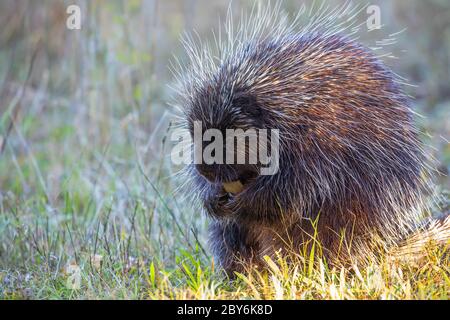 Porcupine manger dans la prairie d'été au Canada Banque D'Images