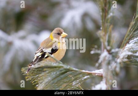 Soirée Grosbeak (Coccothraustes vesperísus) femelle perchée sur une branche enneigée du parc Algonquin Banque D'Images