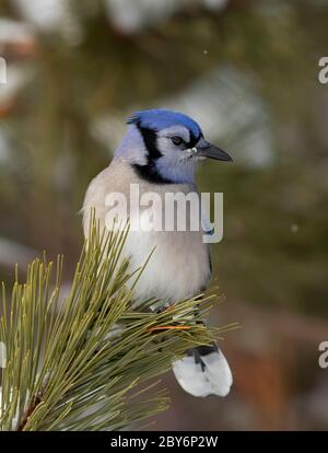 Geai bleu (Cyanocitta cristata) perché sur une branche enneigée du parc Algonquin, Canada Banque D'Images