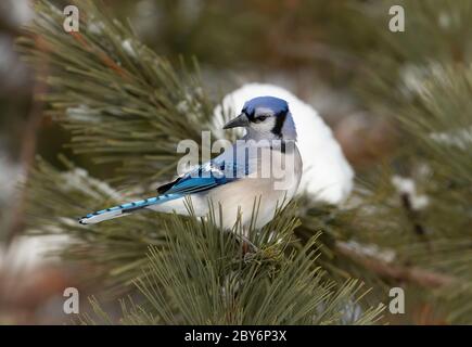 Geai bleu (Cyanocitta cristata) perché sur une branche enneigée du parc Algonquin, Canada Banque D'Images