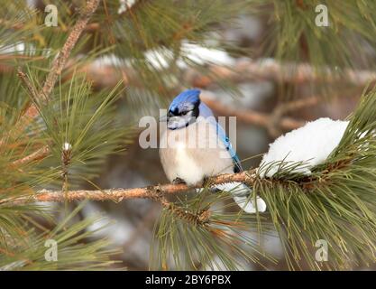 Geai bleu (Cyanocitta cristata) perché sur une branche enneigée du parc Algonquin, Canada Banque D'Images