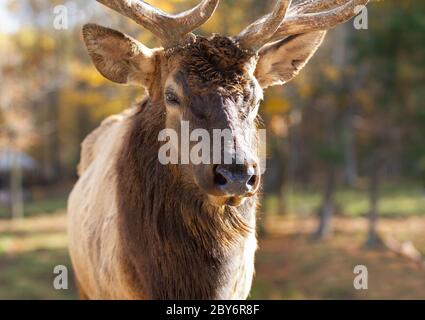 Bull Elk debout dans la forêt lors d'une froide journée d'automne au Canada Banque D'Images