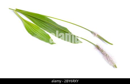 Milieux Plantago, connus sous le nom de plantain de bonnier. Isolé sur fond blanc Banque D'Images