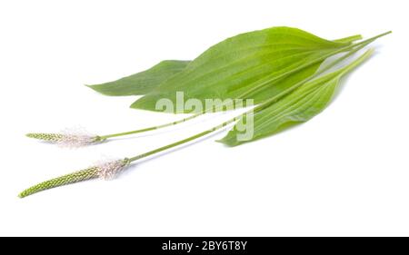 Milieux Plantago, connus sous le nom de plantain de bonnier. Isolé sur fond blanc Banque D'Images