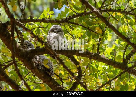 Hibou tawny ou hibou brun (Strix aluco) Banque D'Images