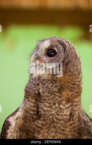 Hibou tawny ou hibou brun (Strix aluco) Banque D'Images