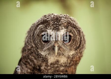 Hibou tawny ou hibou brun (Strix aluco) Banque D'Images