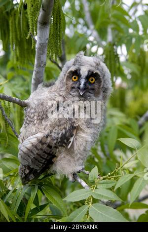 La chouette à longues oreilles (ASIO otus), également connue sous le nom de la chouette à longues oreilles Banque D'Images