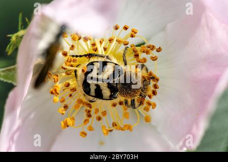 Gros plan d'un coléoptère pollinisant sur la rose Banque D'Images