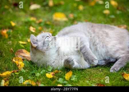 Chat siamois couché sur l'herbe dans le jardin d'automne Banque D'Images