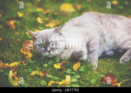 Chat siamois couché sur l'herbe dans le jardin d'automne Banque D'Images