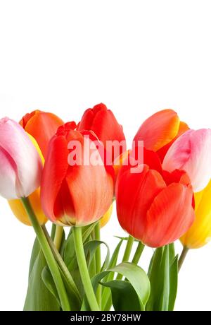 Bouquet de tulipes Banque D'Images