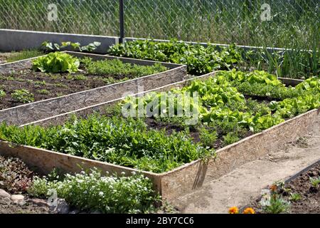 Jeunes légumes de printemps frais poussent sur un lit de jardin dans des caisses en bois Banque D'Images