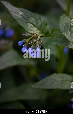 Bouton bleu d'une fleur bleue. Plante médicinale Larkweed Comfrey lat. S mphytum est un genre de plantes herbacées forestières vivaces de la famille Borachnic Banque D'Images