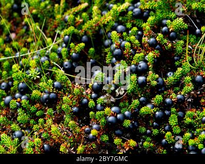 APPAREIL PHOTO NUMÉRIQUE OLYMPUS Banque D'Images