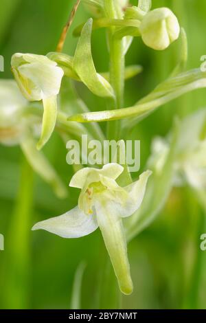 Orchidée de papillon supérieur - Platanthera chlorantha gros plan de la fleur Banque D'Images